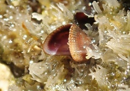 Qué es el mejillón egipcio, la especie invasora que ha llegado a Andalucía y cuyo origen se encuentra en el Mar Rojo