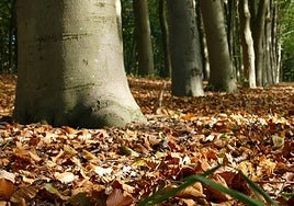 Fecha y hora oficial del inicio del otoño 2025 en España: éste es el día en el que comenzará la nueva estación