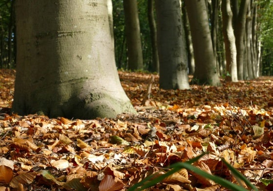 El verano está cerca de terminar y pronto comenzará de forma oficial el otoño en España
