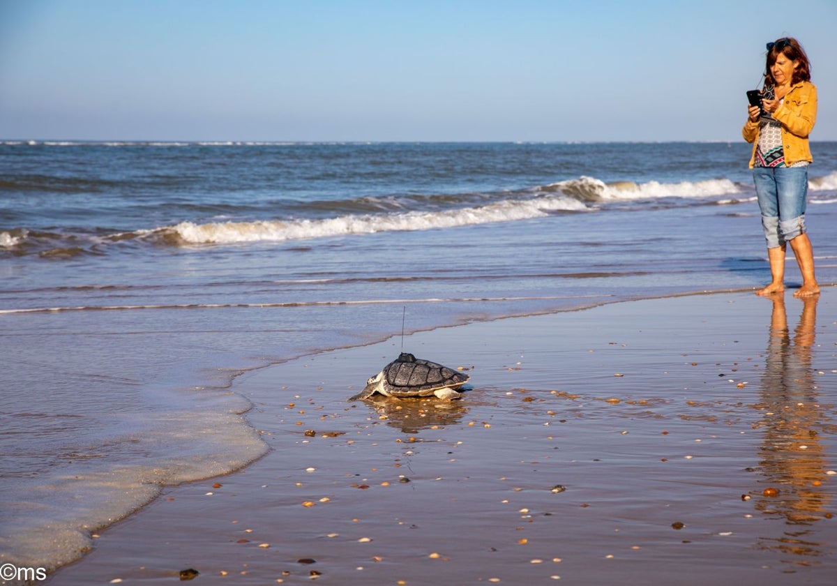 Imagen de 'Armeria', la tortuga lora devuelta al mar en la zona de Doñana