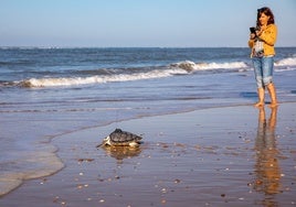 Devuelven al mar a la tortuga que varó enferma hace cinco meses en Matalascañas