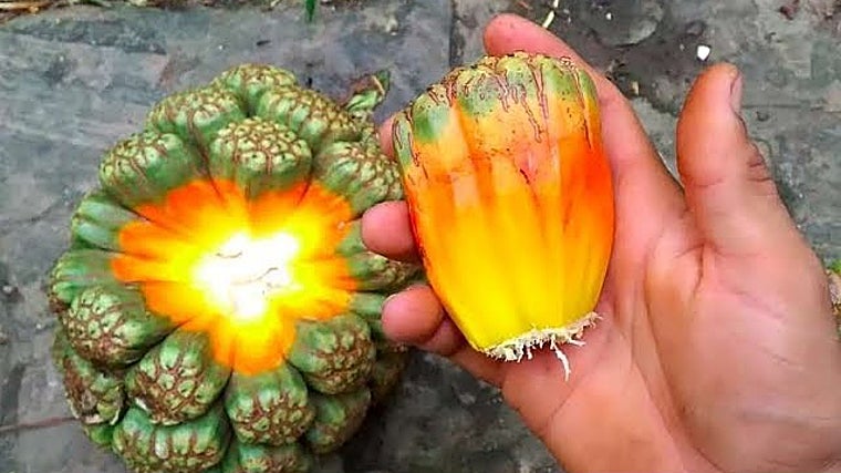 Imagen de un pandano