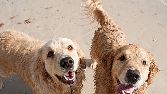 La Ley de Bienestar Animal lo deja claro: los onubenses están obligados a llevar a sus perros y gatos al veterinario si el animal lo necesita