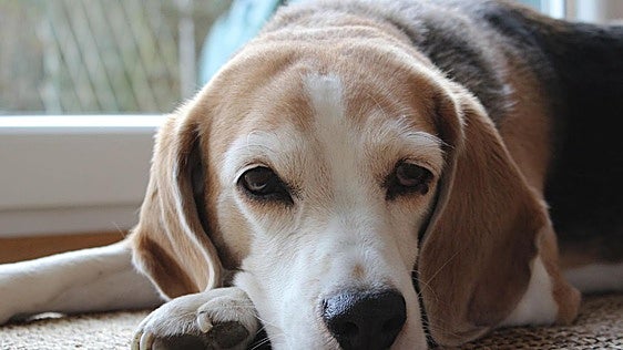 La Ley de Bienestar Animal lo confirma: si dejas solo en casa a tu perro más de 24 horas, te pueden multar con 10.000 euros