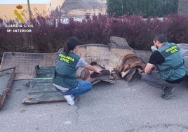 Recuperan en una finca de La Palma 8 toneladas de pienso robadas de otra explotación en Chucena