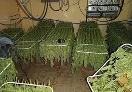 Detenidas cuatro personas tras la intervención de más de 2.000 plantas de marihuana en varias naves y en una barriada de Huelva
