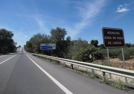 Muere una lince hembra juvenil en la carretera de Matalascañas