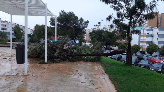 Un árbol caído en Huelva capital