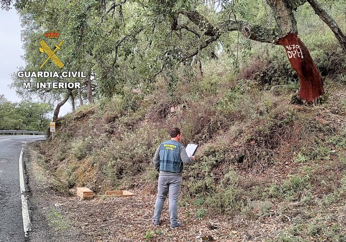 Agente de la Guardia Civil ante un alcornoque descorchado de la Sierra