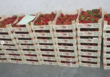 Destruyen casi un centenar de cajas de fresas destinadas a la venta ambulante en Huelva capital