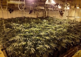 Cada semana se abrieron en Huelva 21 expedientes de fraude eléctrico vinculados a plantaciones de marihuana