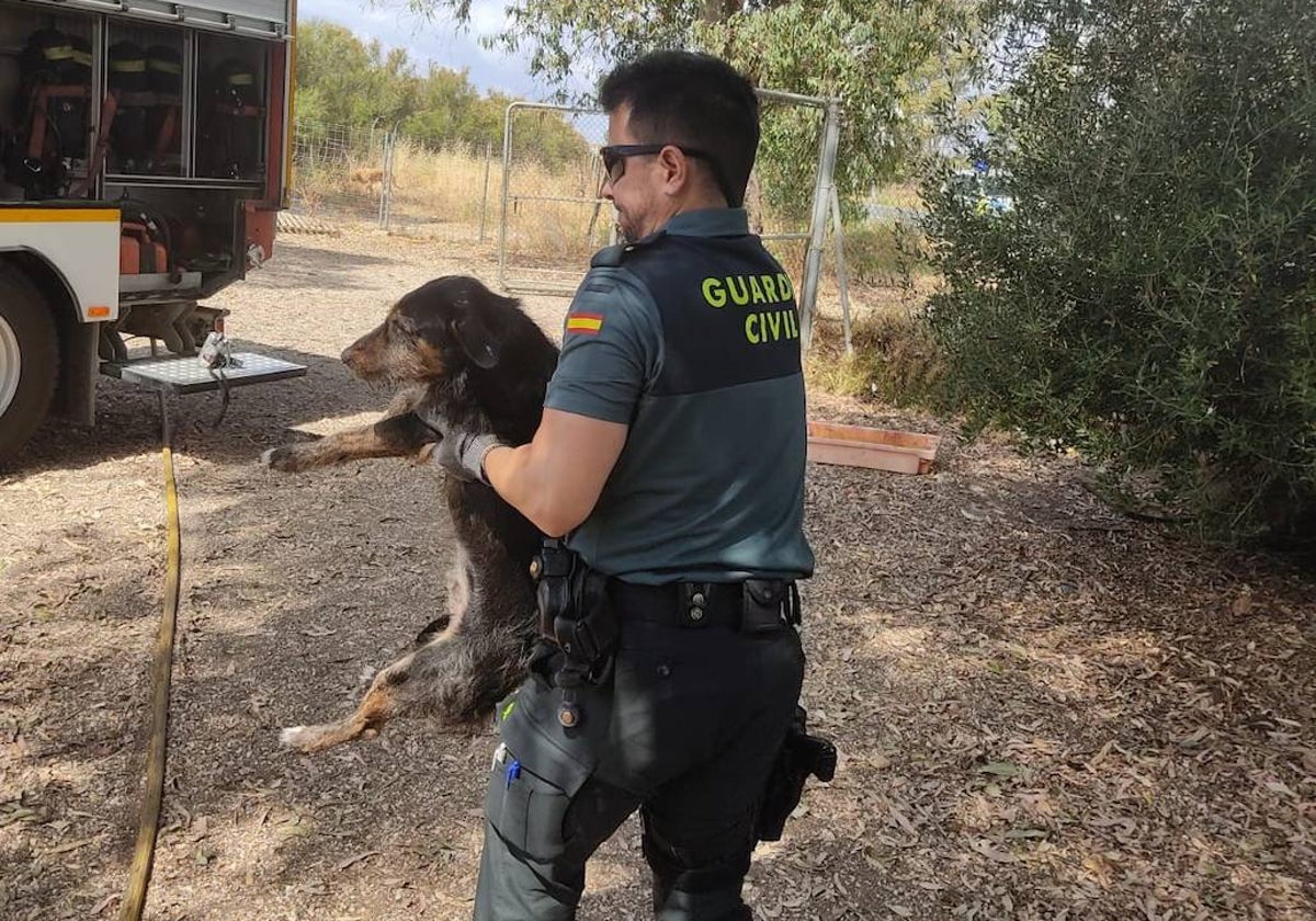 Un guardia civil con uno de los animales rescatados