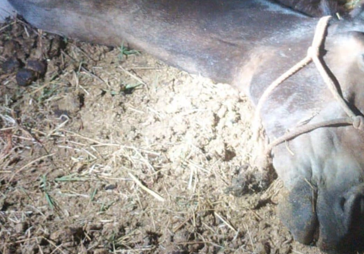 El animal yace fallecido en el suelo tras el fuerte impacto con el vehículo