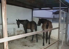 El alcalde de Bonares responde a Cabrera: «Nunca hemos mirado para otro lado con las bestias sueltas como se pretende hacer ver»