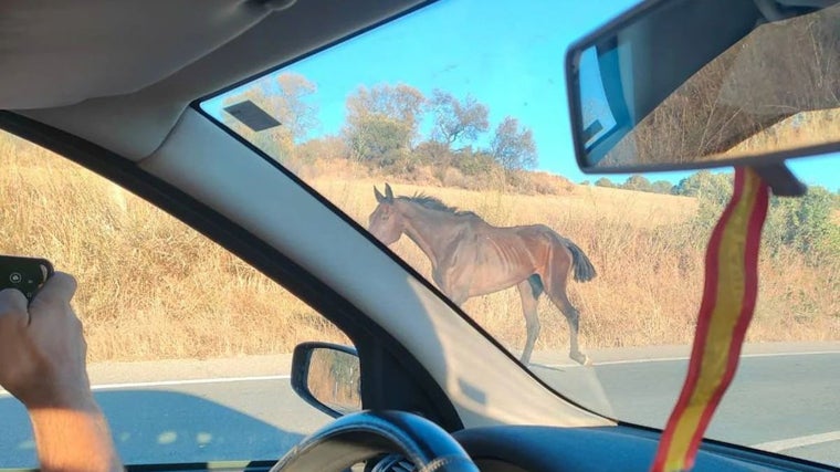 Un animal suelto hace unos días en el término municipal de Bonares