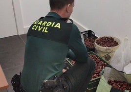 La Guardia Civil avisa: recoger sin permiso castañas de la Sierra de Huelva está penado con cárcel