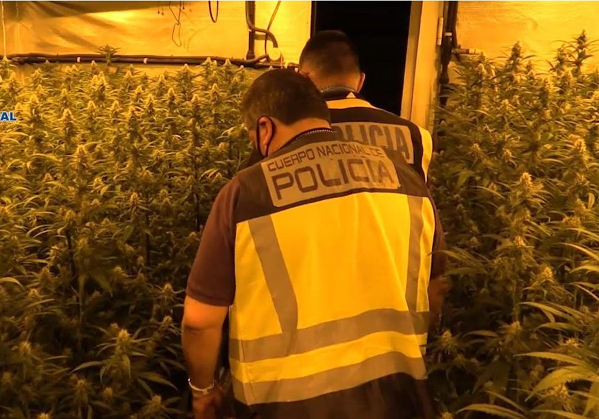 Actuación de la Policía Nacional en una plantación de marihuana