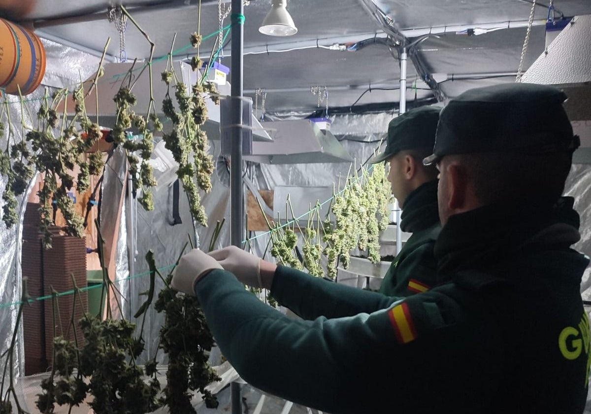 Agentes de la Guardia Civil, con los cogollos de marihuana en una nave industrial de Cartaya