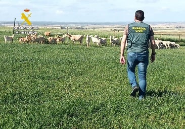 Seis detenidos por el robo de más de 200 animales de explotaciones ganaderas del Condado de Huelva