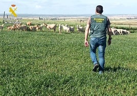 Seis detenidos por el robo de más de 200 animales de explotaciones ganaderas del Condado de Huelva