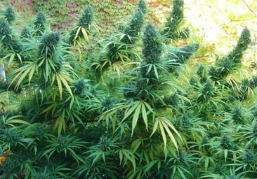 Tres años de cárcel por cultivar más de 15.000 kilos de marihuana en una finca de Valverde