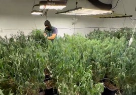 Narcotráfico en Huelva: Detienen a cinco personas entre Gibraléon y Trigueros en la desmantelación de un centro de producción de marihuana