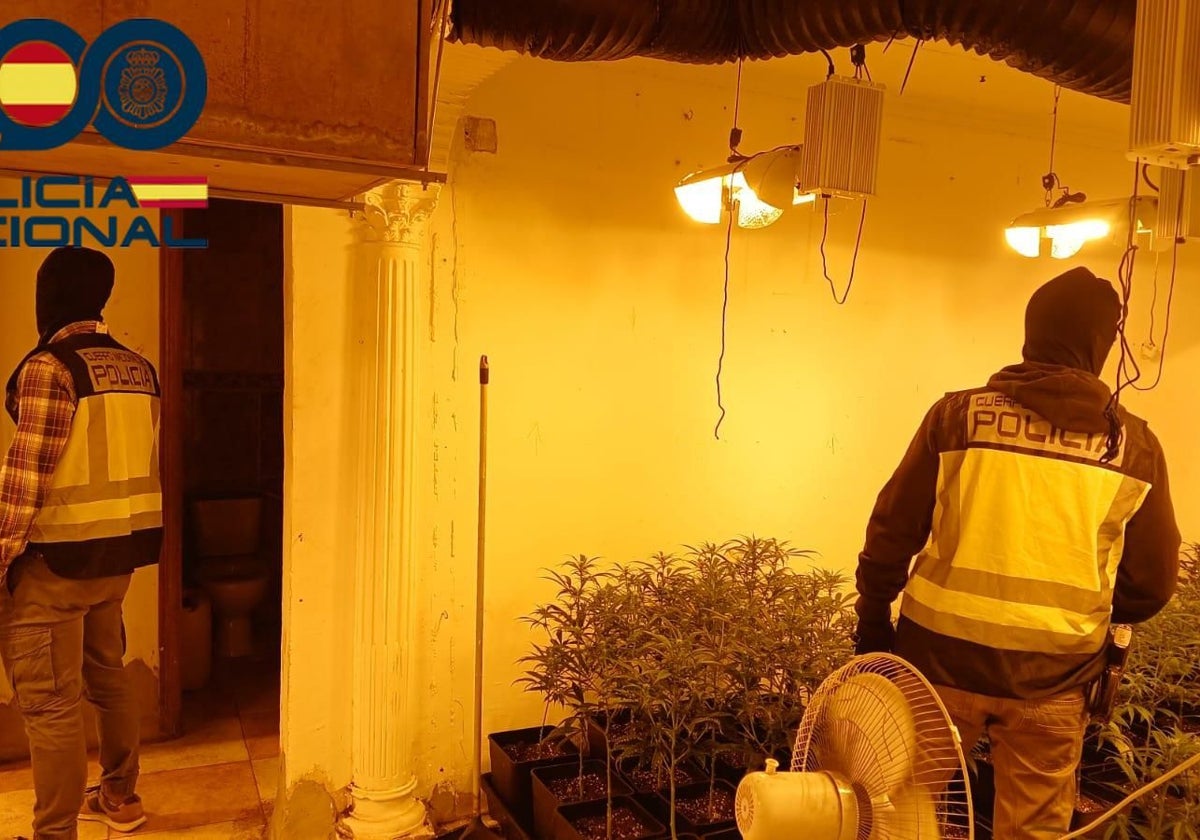 Agentes de policía, en la plantación de marihuana ilegal