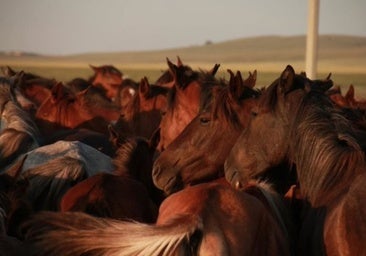 Controlan a 17 caballos sueltos cercanos a la carretera entre Hinojos y El Rocío
