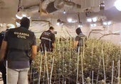 Desmantelado un laboratorio con más de 400 plantas de marihuana en una finca de Hinojos