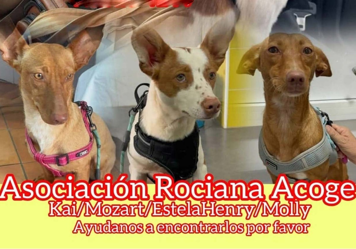 Tres de los perros robados el sábado