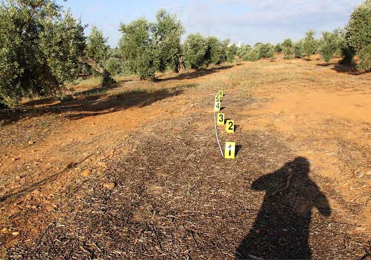 Zona exacta dónde se produjo el atropello mortal de Alicia Rodríguez