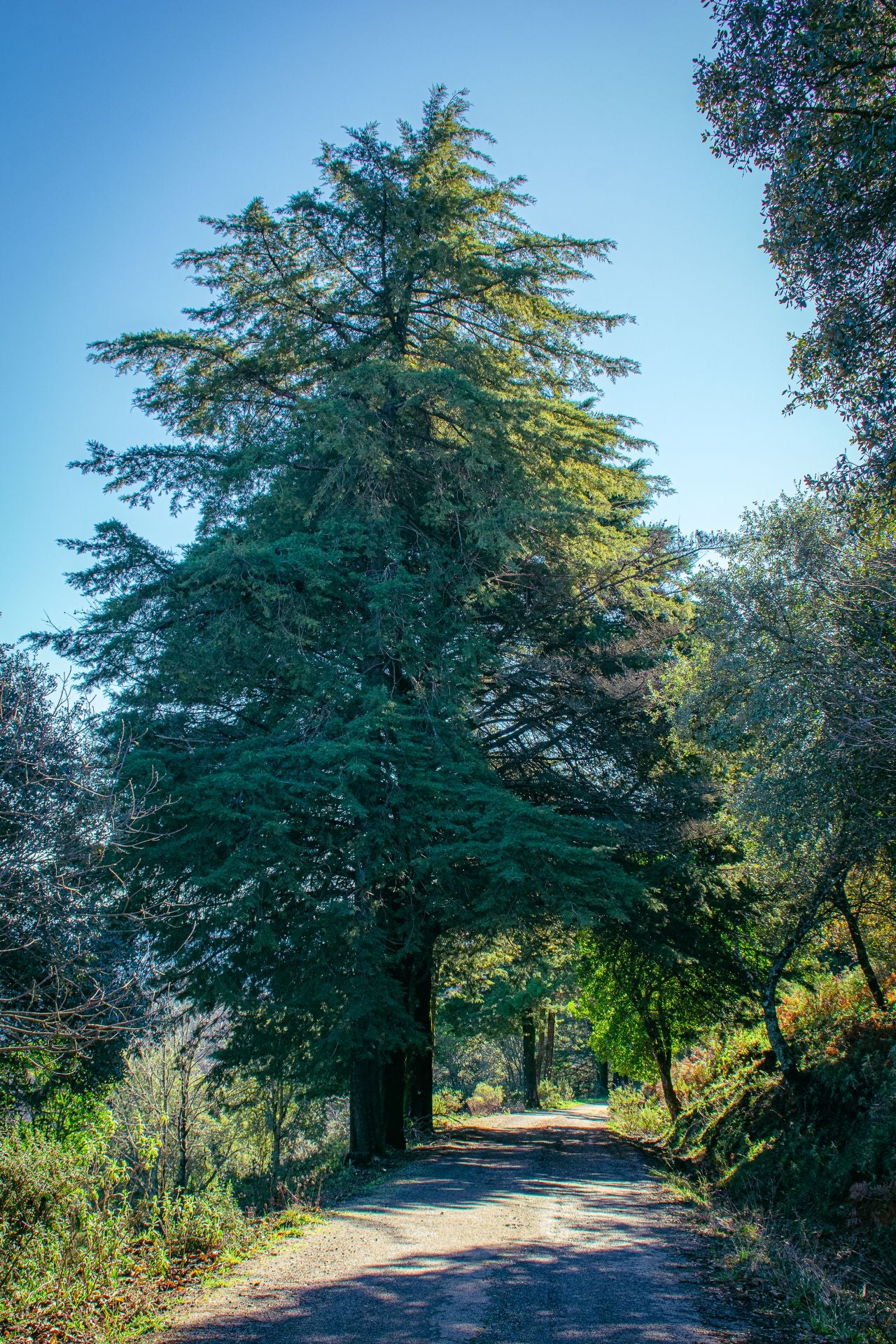 Cerro de San Cristóbal