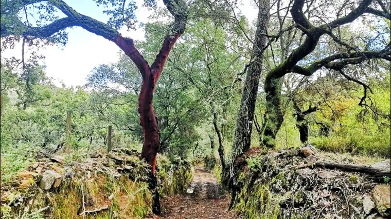 Ruta de los Molinos del Agua