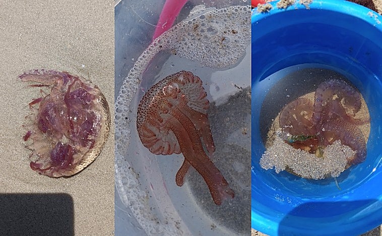 Aumenta la presencia de medusas en las playas de Cádiz: estas son las últimas vistas