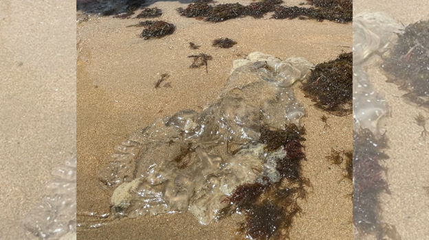 Aumenta la presencia de medusas en las playas de Cádiz: estas son las últimas vistas