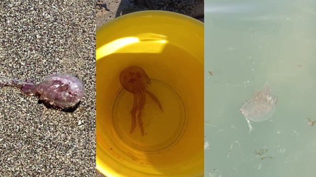 Aumenta la presencia de medusas en las playas de Cádiz: estas son las últimas vistas