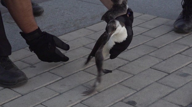 Un pingüino es rescatado en esta playa andaluza en plena ola de calor