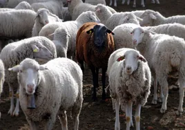 ¿Por qué eres una oveja negra?: respuestas geniales a la pregunta de la comparsa de Martínez Ares