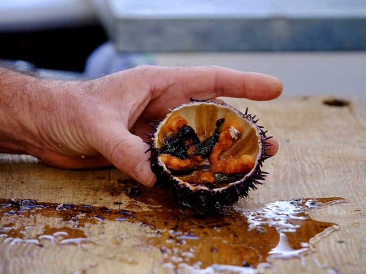 Fotos: Gran Erizada para abrir boca