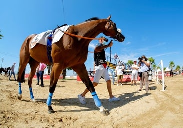 Carreras de Caballos de Sanlúcar: horarios y dónde ver en TV y online