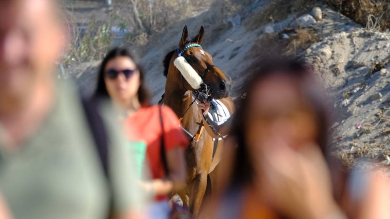 Los caballos son protagonistas en Sanlúcar de Barrameda.