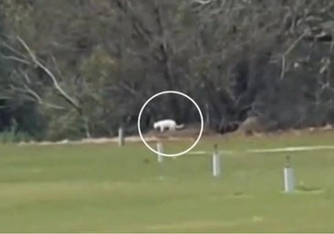 El felino blanco de Los Barrios, la pantera de Granada, el león de Murcia y otros animales que mantuvieron a España en vilo