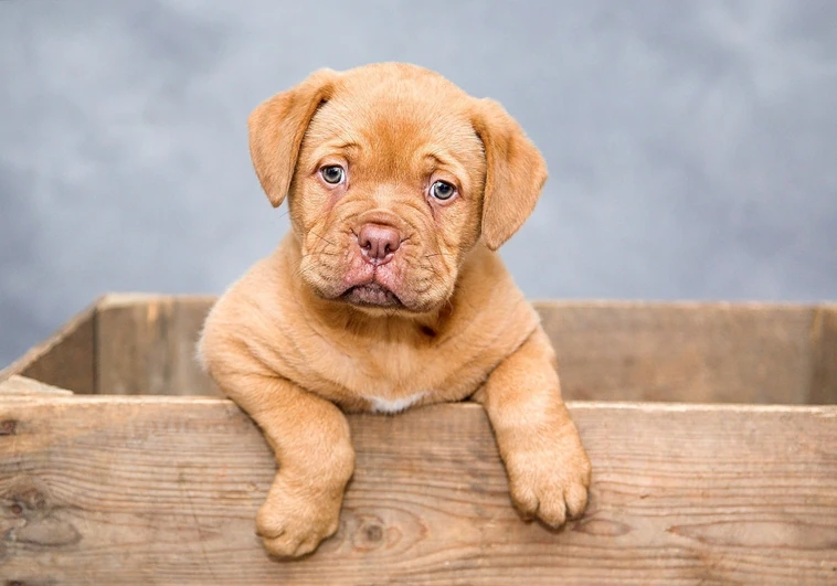 Ley de Bienestar Animal 2023: ¿Cuál es el precio del nuevo seguro para dueños de perros y a qué multas se podrían enfrentar?