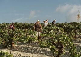 El Marco de Jerez despide la mejor campaña de vendimia de los últimos tiempos