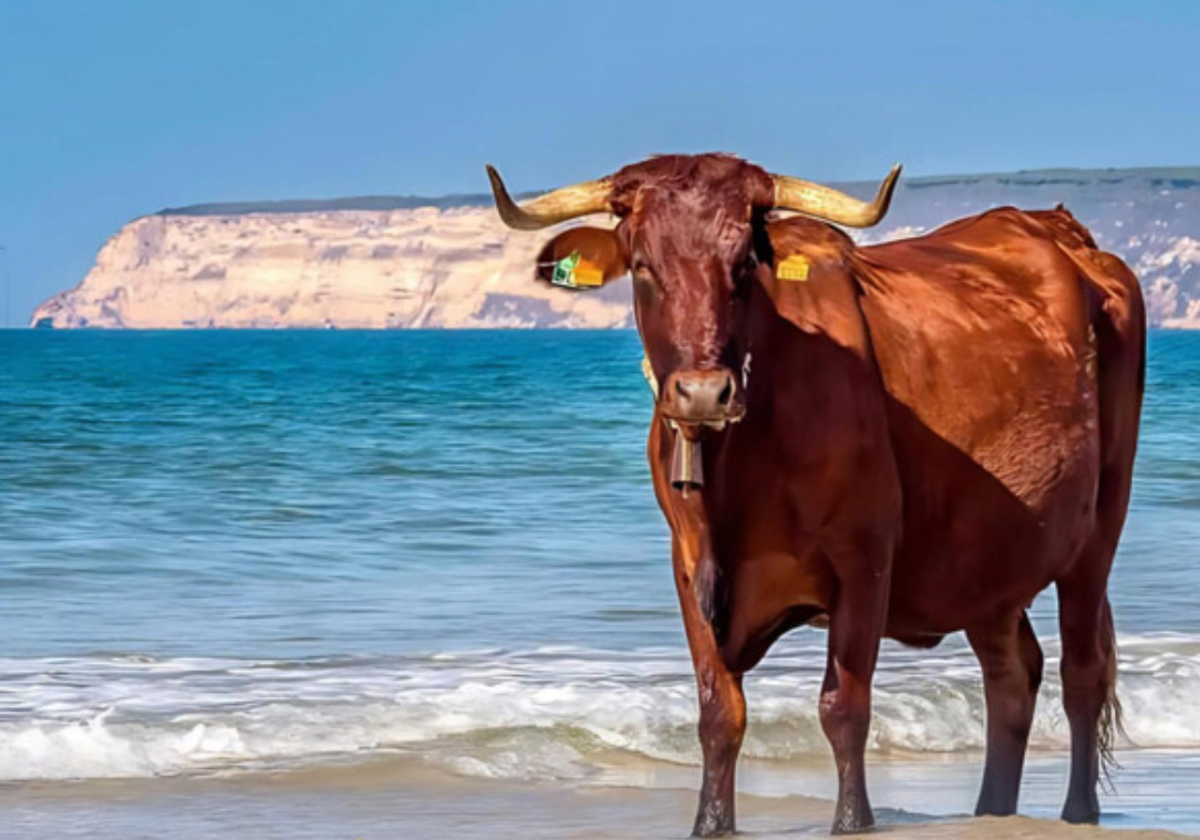 Barbate inaugura la I Ruta Ganadera de la Sierra del Retín para promover la ternera ecológica