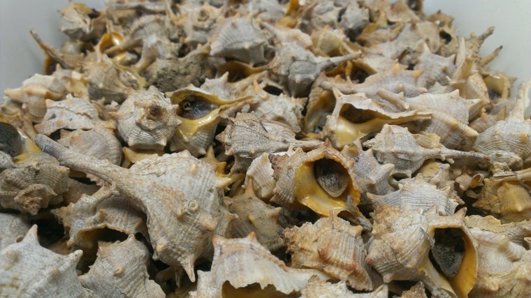 Cañaillas en la Marisquería Manguita