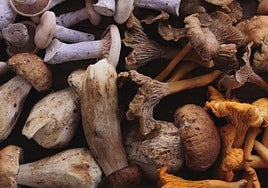 Los Barrios acoge del 14 al 16 de noviembre las XII Jornadas Micológicas del Estrecho