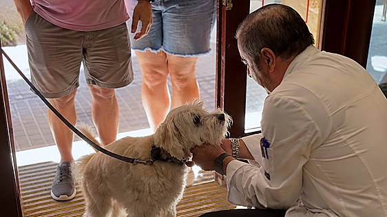 Polémica en el restaurante El Faro de Cádiz por permitir perros: «Si alguien tiene alergia o fobia, que lo diga al reservar»