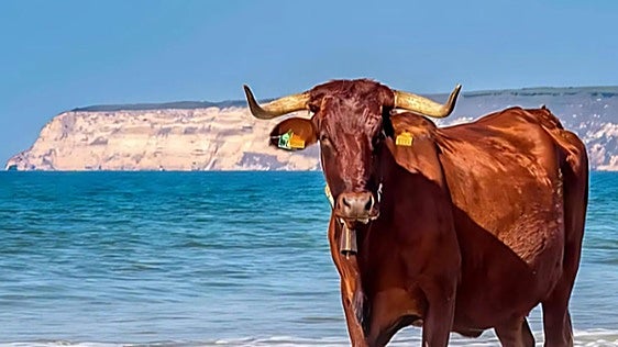 Barbate pone la ternera ecológica de la Sierra del Retín en el centro de su gastronomía