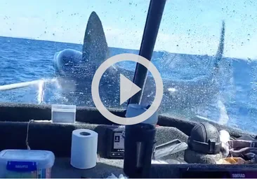 Vídeo: Un tiburón salta a un barco en Nueva Zelanda con sus tripulantes a bordo